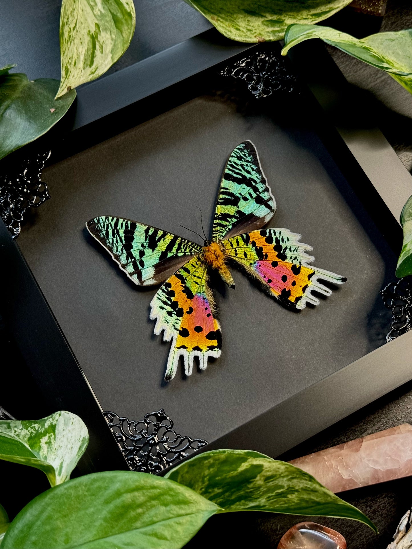 Sunset Moth (Urania Ripheus)