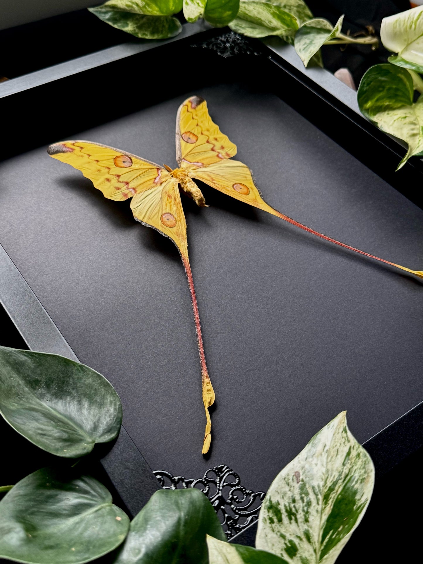 Comet Moth (Argema Mittrei Male)