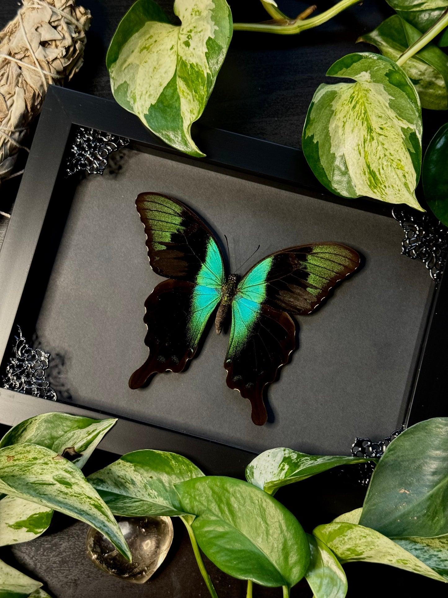 Swift Peacock Swallowtail (Papilio Peranthus)