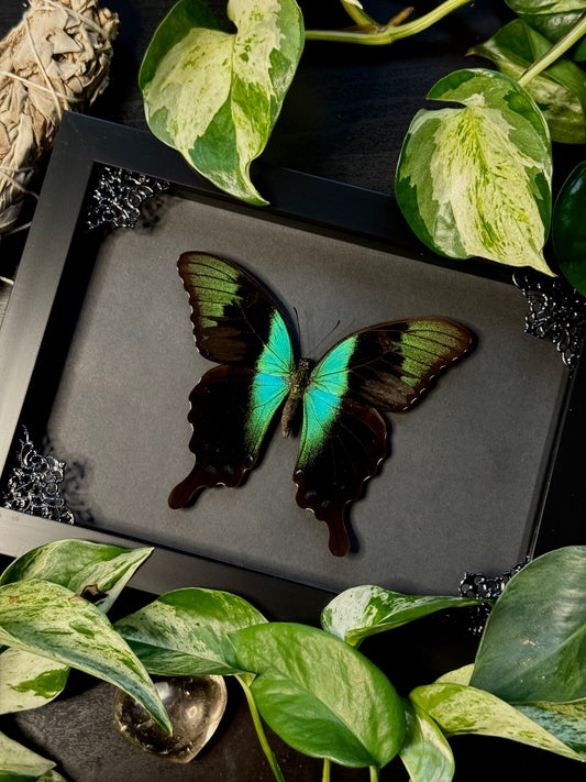 Swift Peacock Swallowtail (Papilio Peranthus)