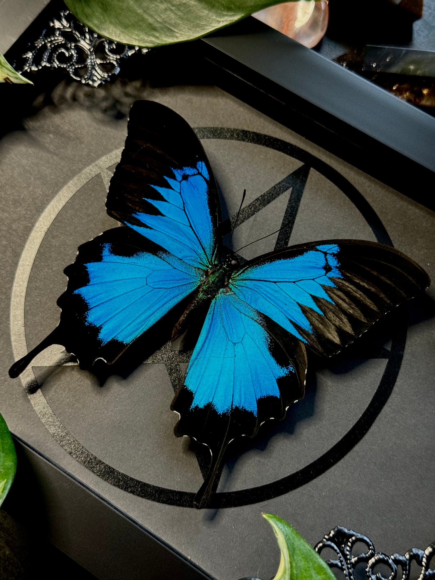 Ulysses butterfly (Papilio ulysses)