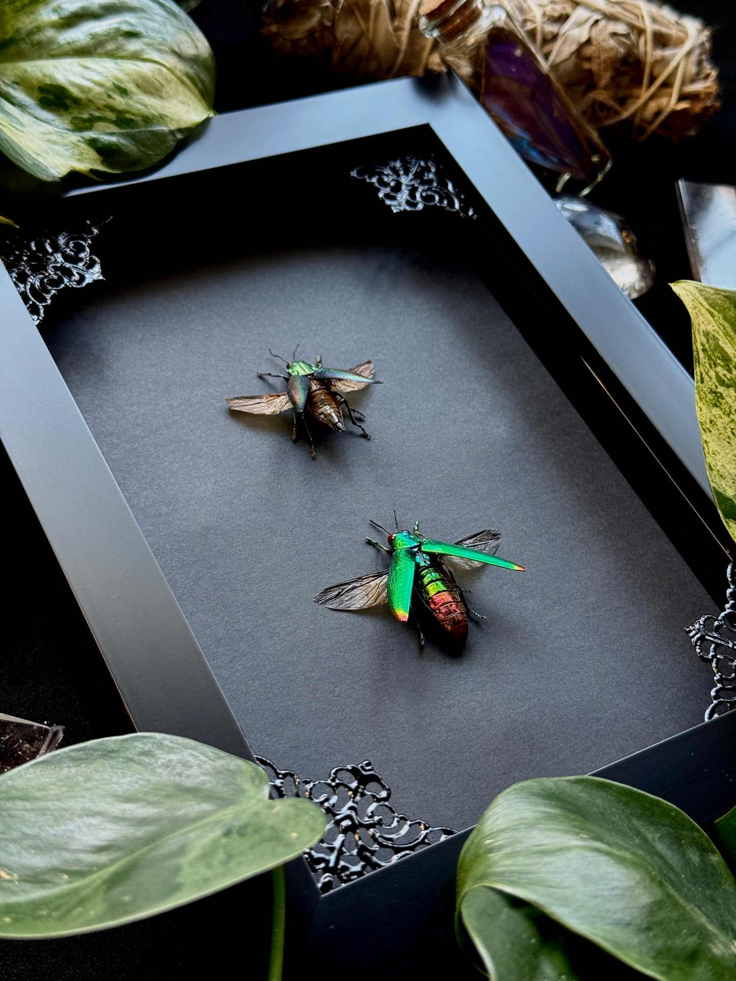 Rainbow Beetle & Jewel Beetle (Cyphogastra Javanica & Chrysochroa Fulminans)