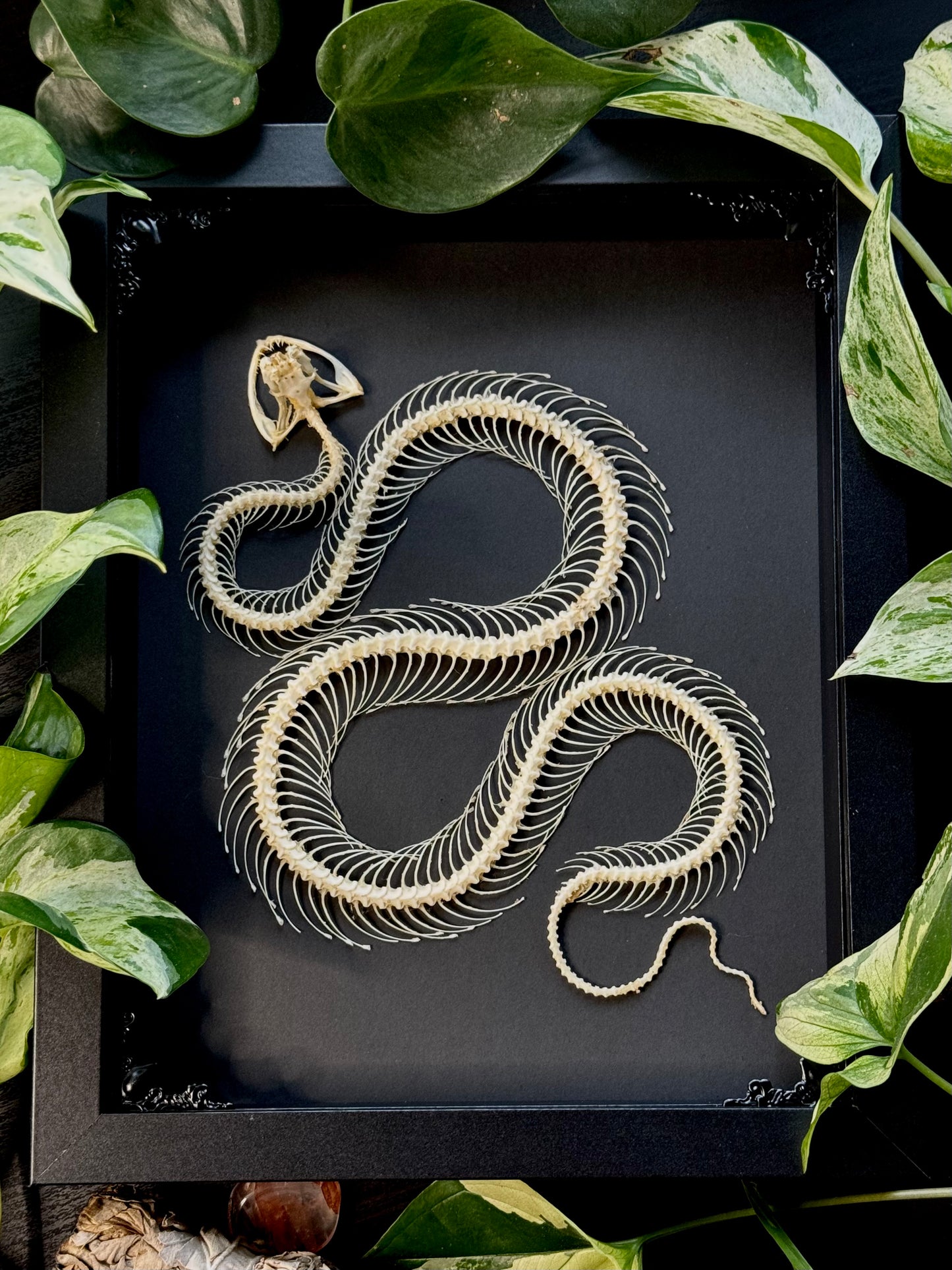 White Lipped Pit Viper Skeleton (Trimeresurus Albolabris)
