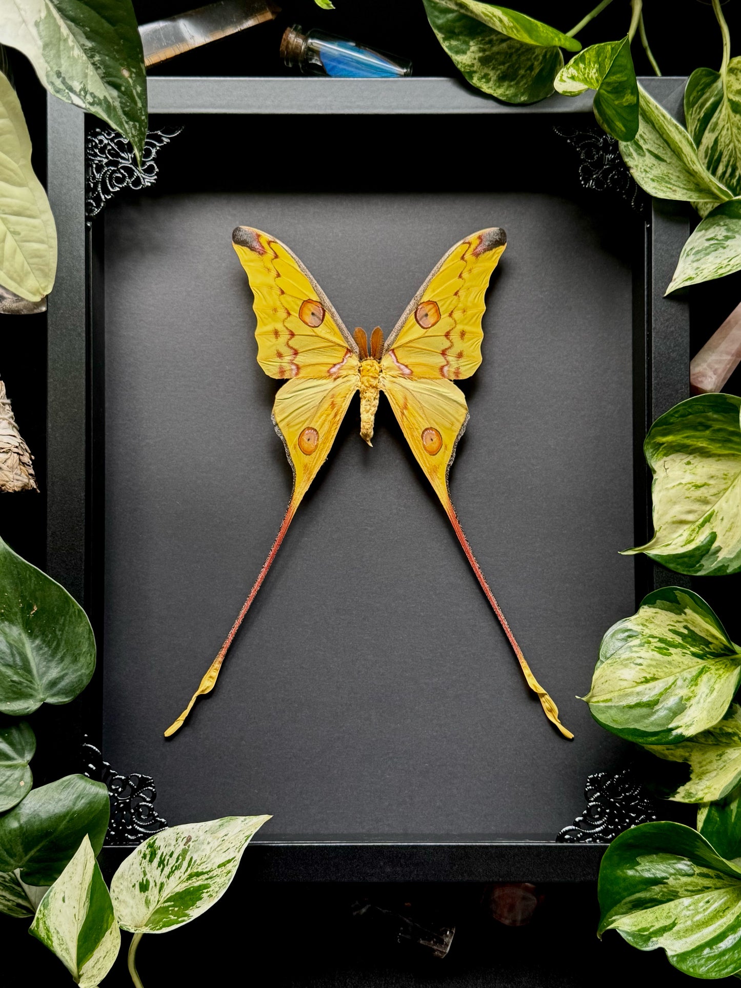 Comet Moth (Argema Mittrei Male)