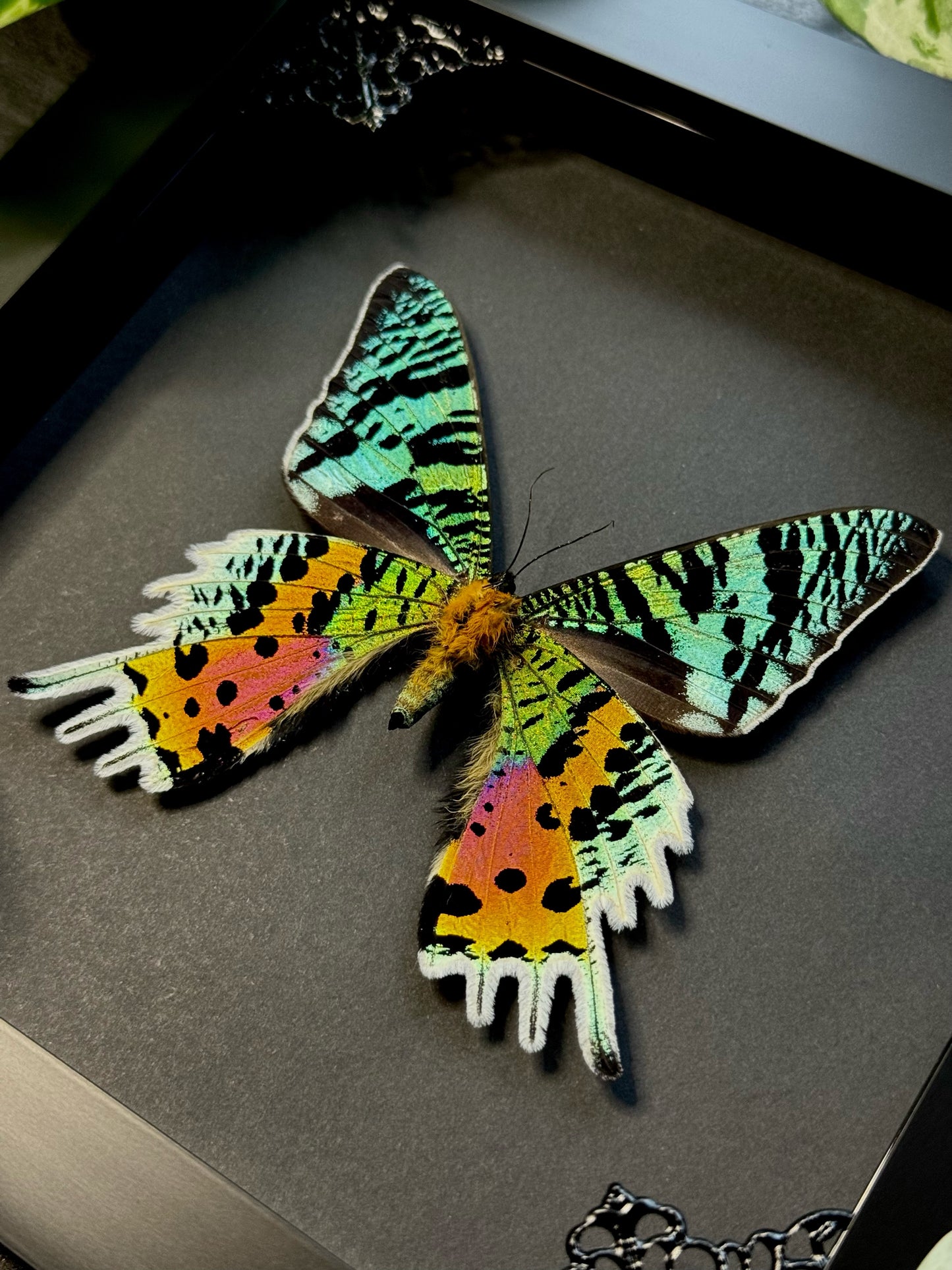 Sunset Moth (Urania Ripheus)