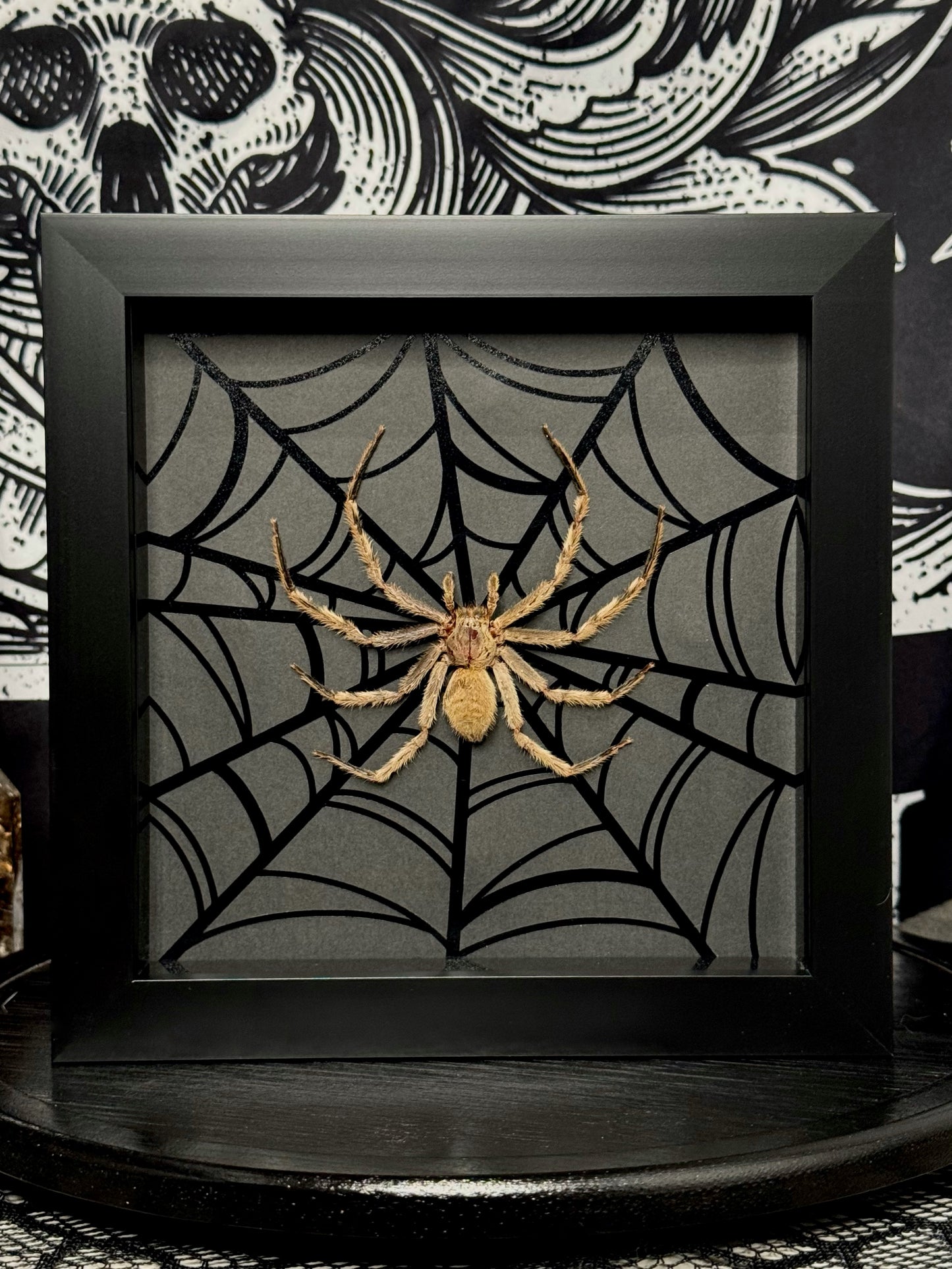 Huntsman Spider (Beige/Brown)