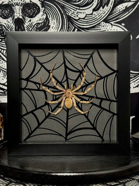 Huntsman Spider (Beige/Brown)