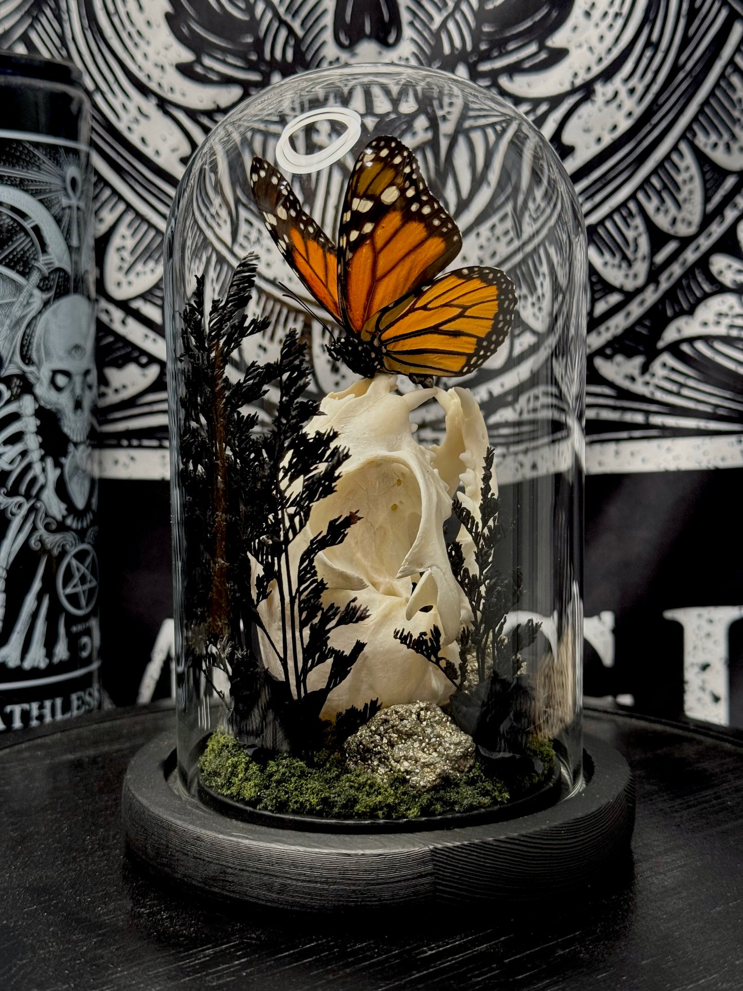 Monarch butterfly (Danaus Plexippus) & Cat Skull