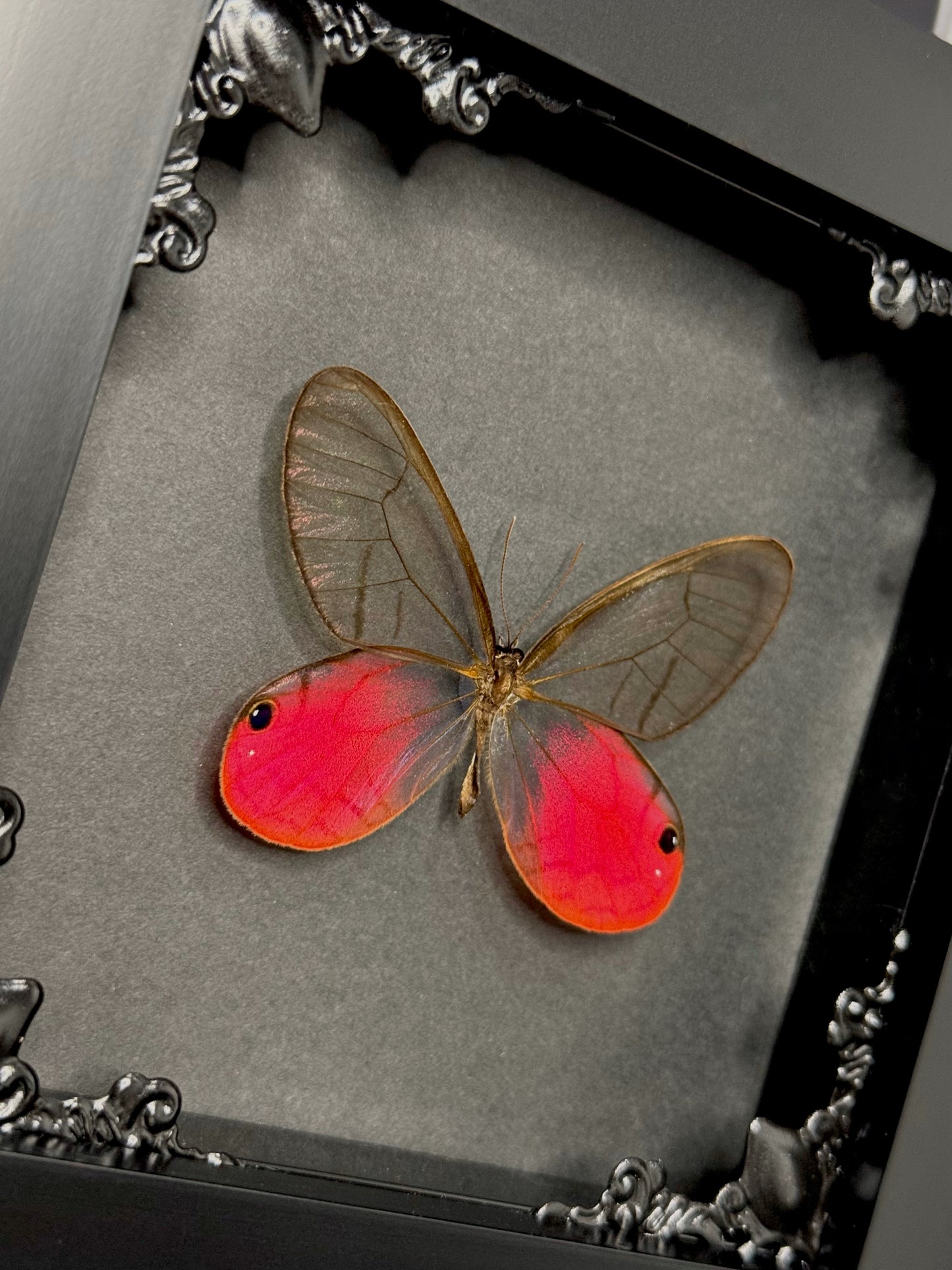 Blushing Phantom (Cithaerias Aurorina)