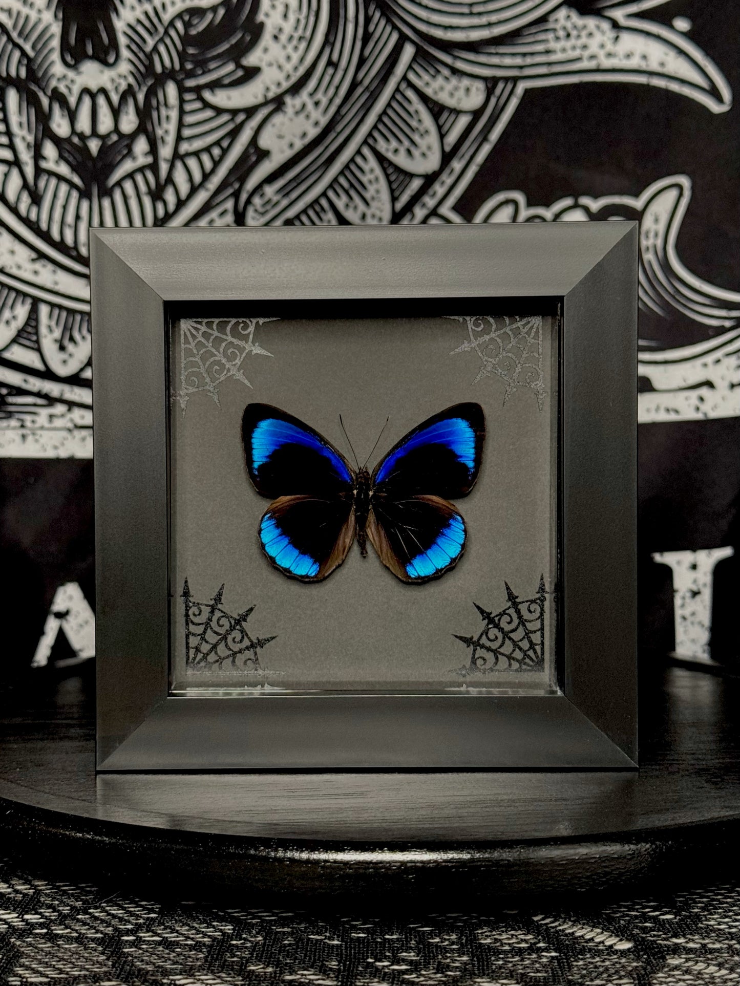 Midnight Blue Butterfly (Eunica Eurota)