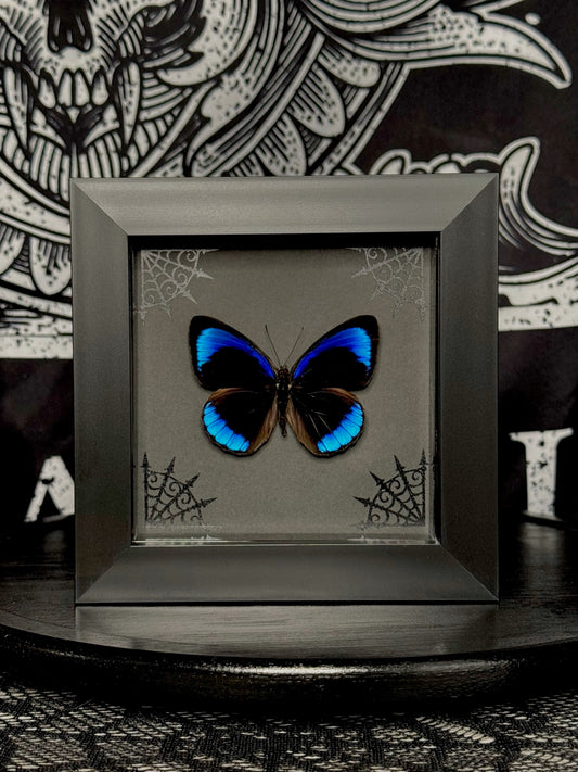 Midnight Blue Butterfly (Eunica Eurota)