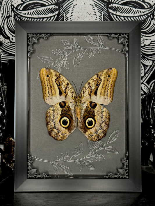 Owl Butterfly (Caligo Idomeneus)