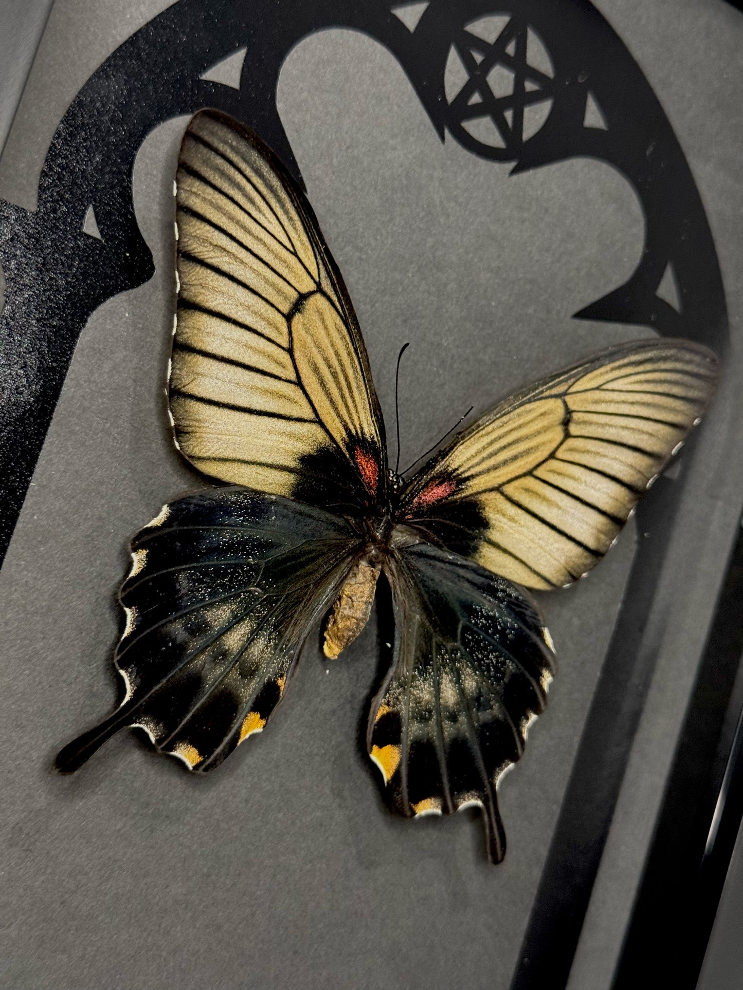 Great Yellow Mormon (Papilio Memnon Lowi)