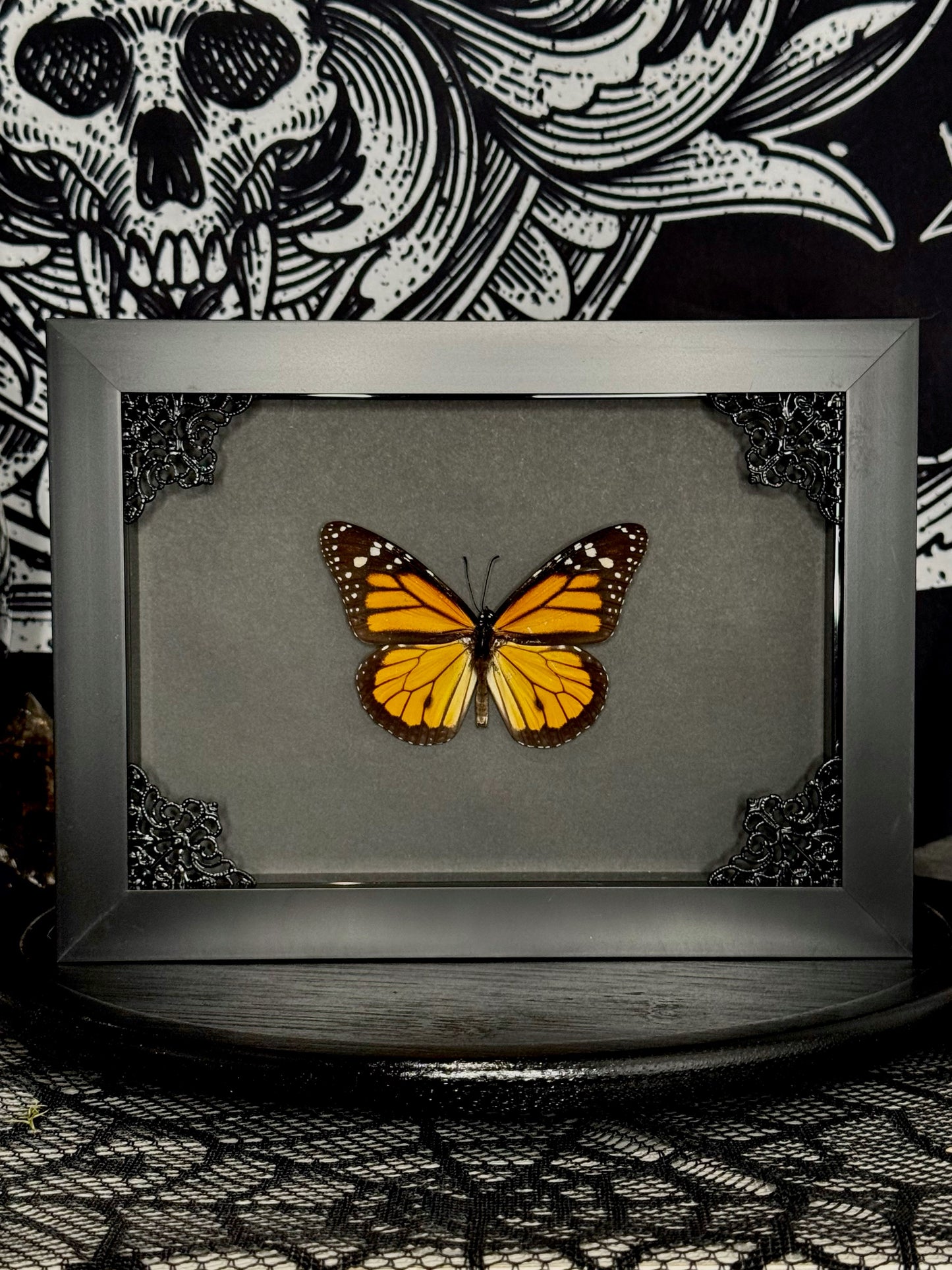 Monarch Butterfly (Danaus Plexippus)