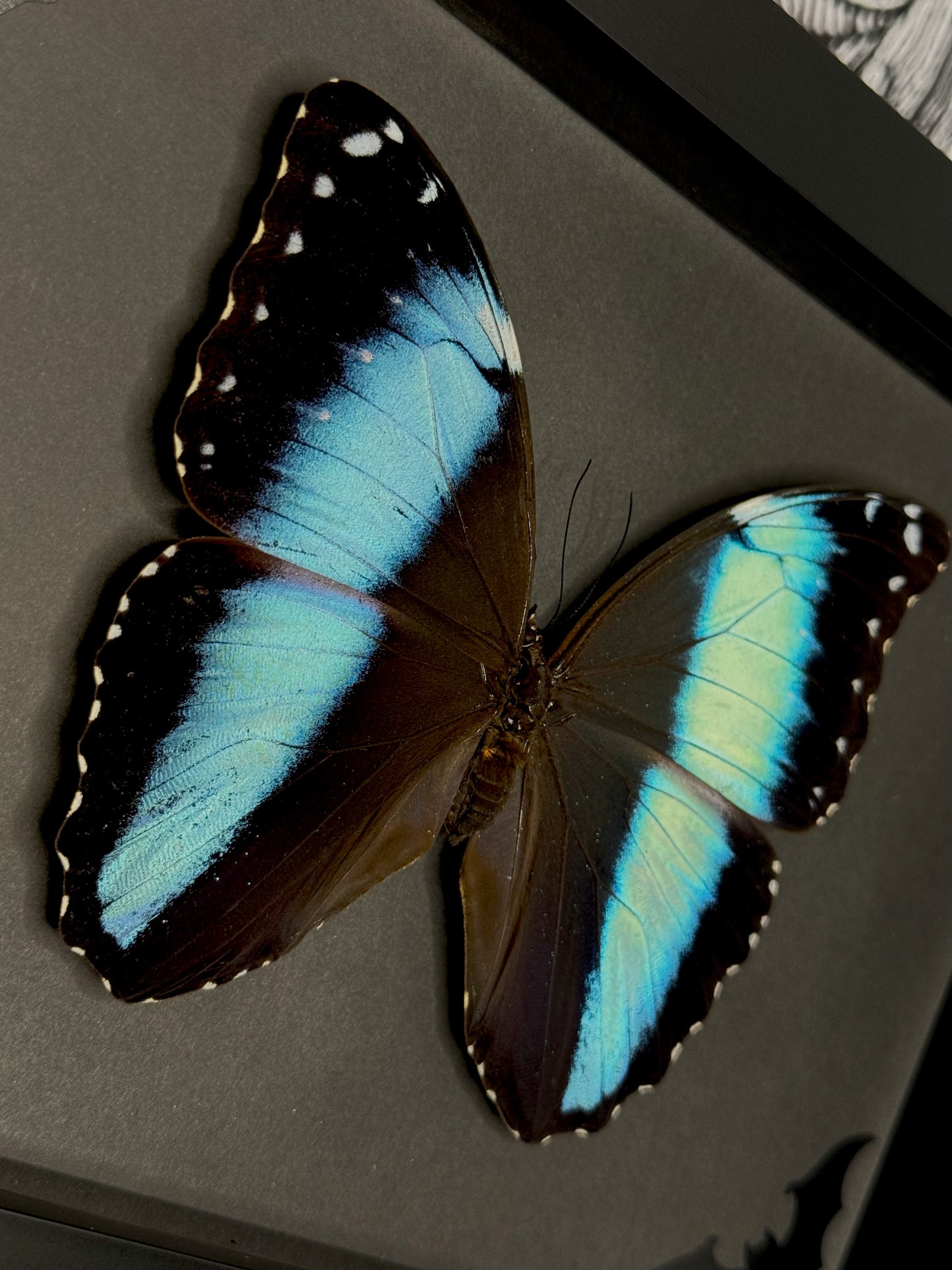 Blue-banded Butterfly (Morpho Achilles)