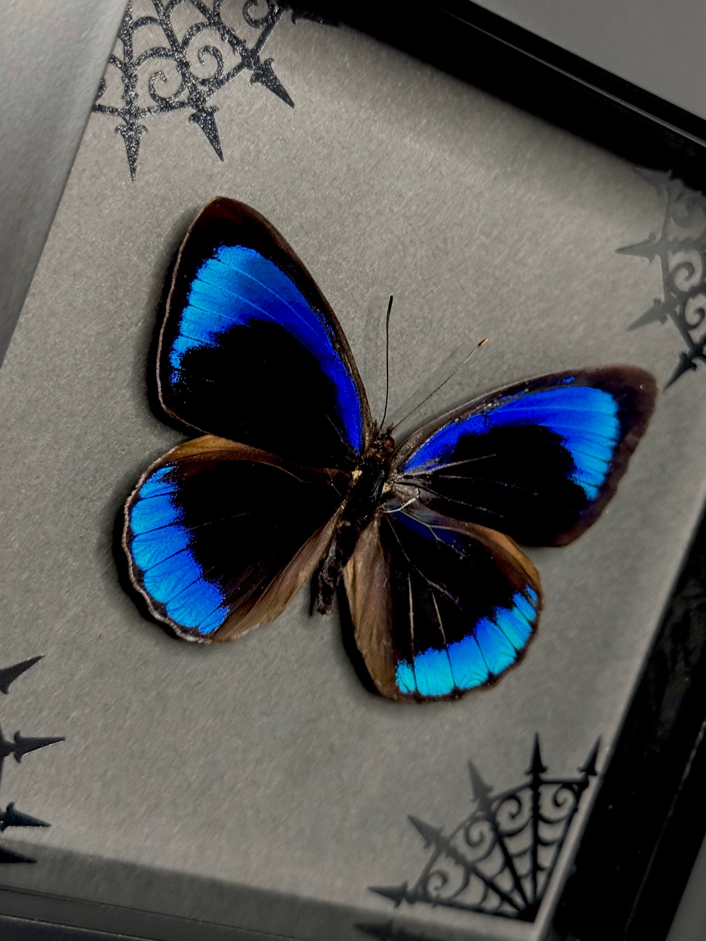 Midnight Blue Butterfly (Eunica Eurota)