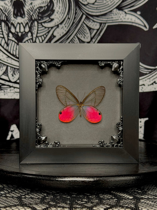 Blushing Phantom (Cithaerias Aurorina)