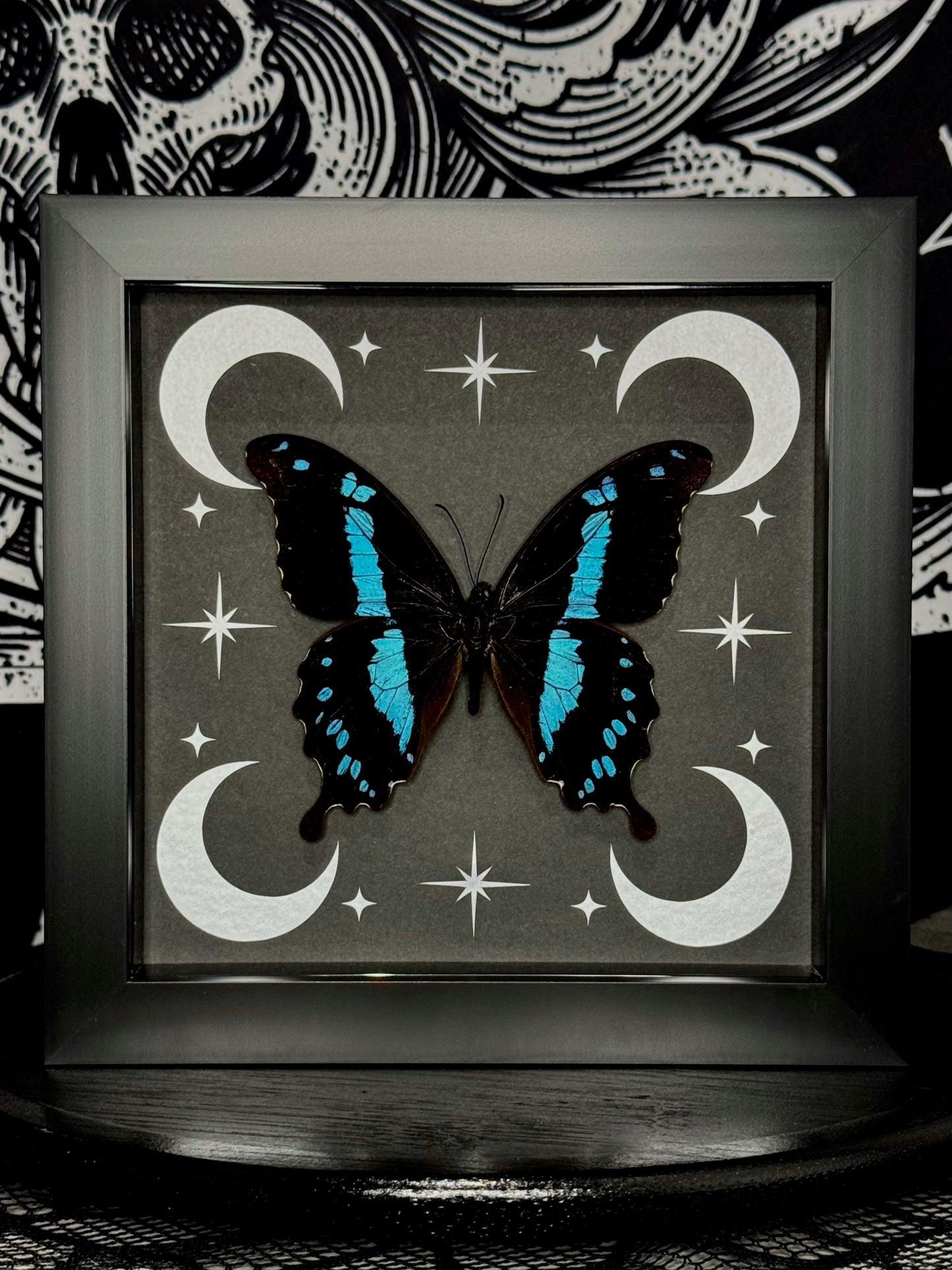 Hornimans Green-banded Swallowtail (Papilio Hornimani)