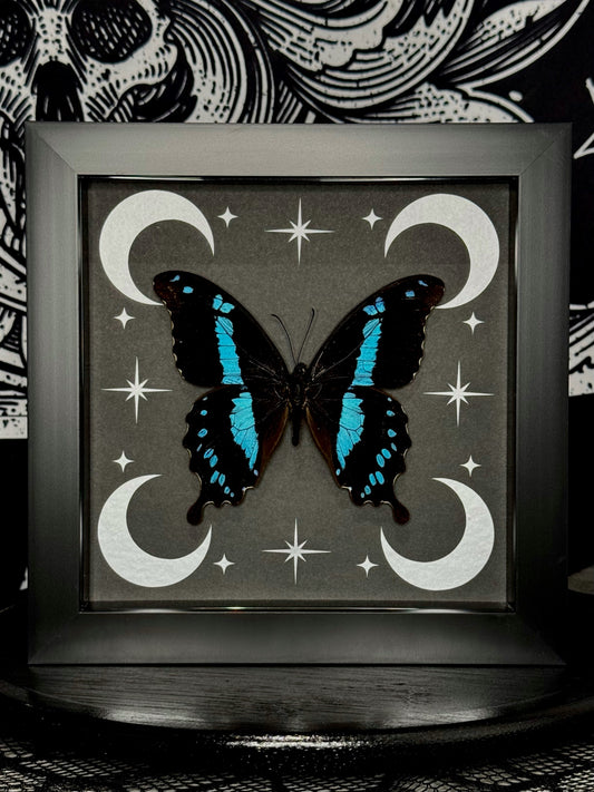 Hornimans Green-banded Swallowtail (Papilio Hornimani)