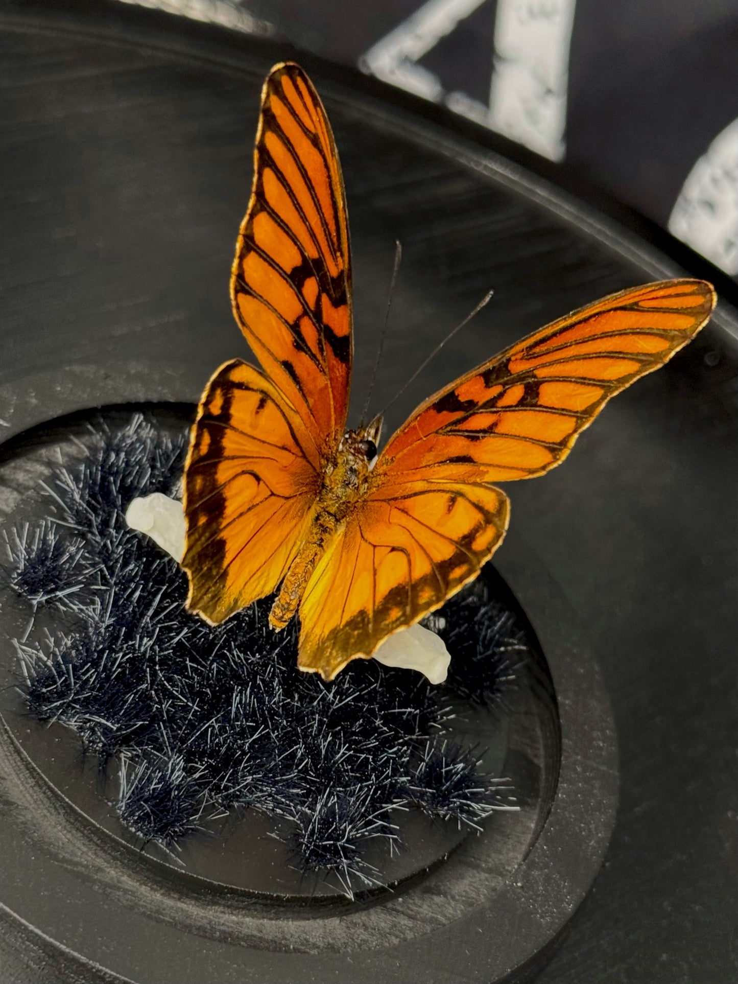 Mexican Silverspot (Dione Moneta)