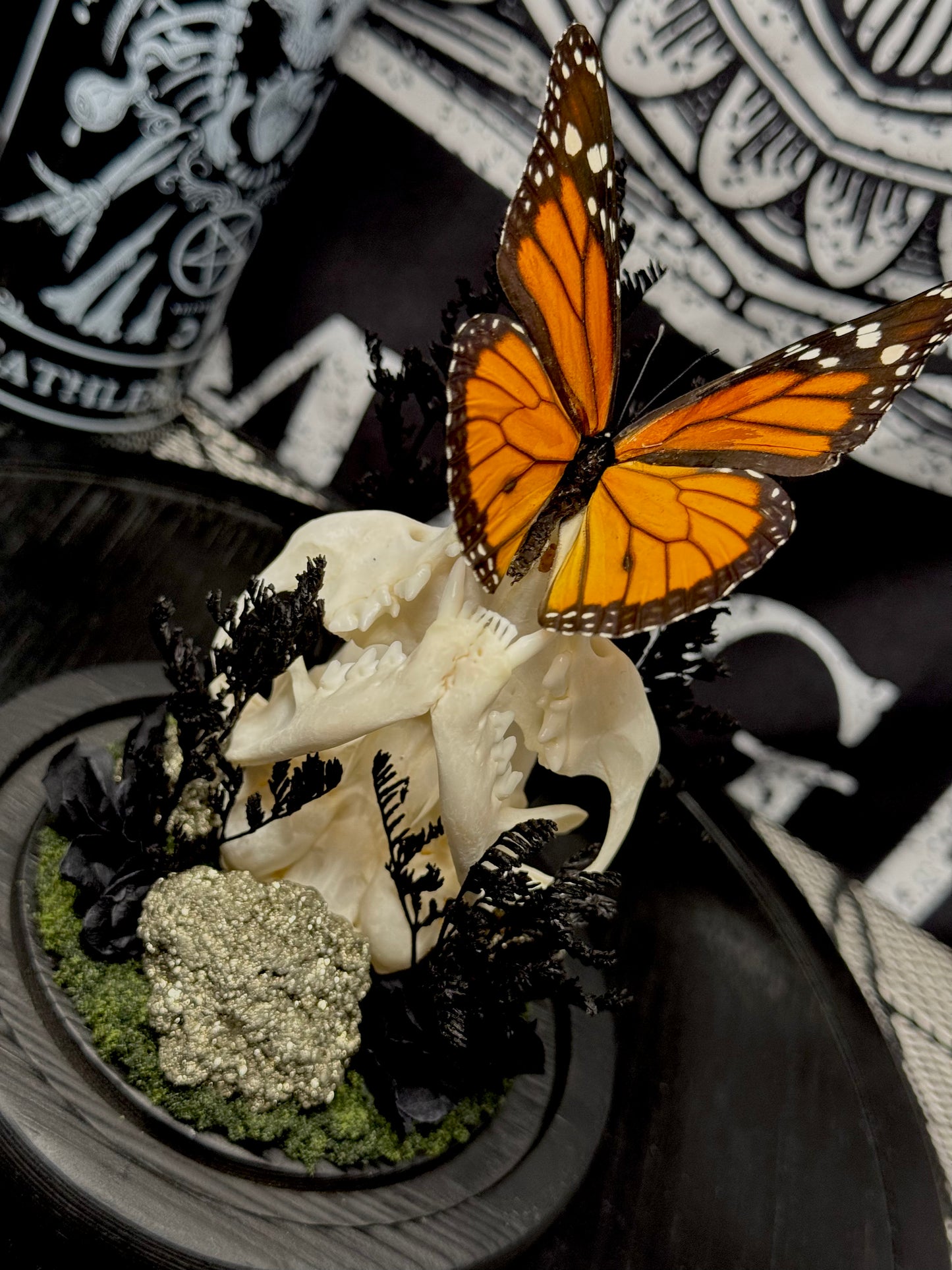 Monarch butterfly (Danaus Plexippus) & Cat Skull