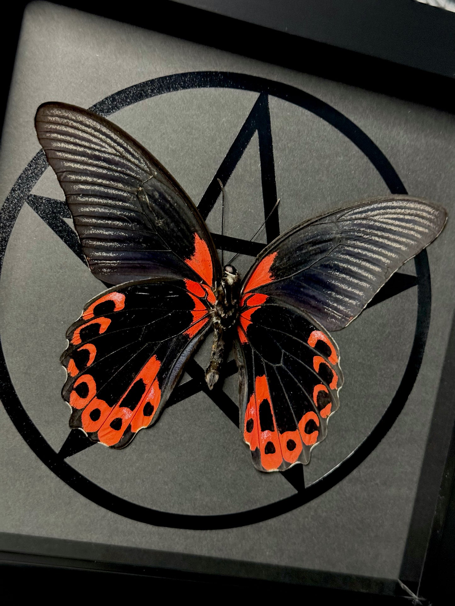 Scarlet Mormon (Papilio Rumanzovia)