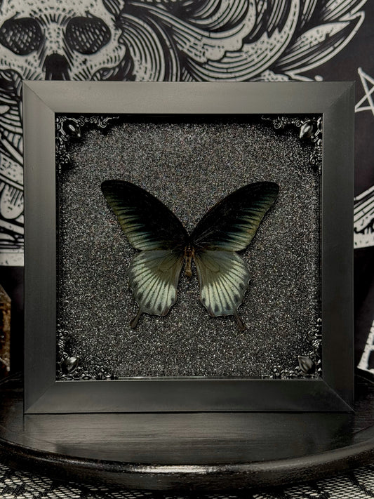 Asian Swallowtail (Papilio Memnon Lowi)