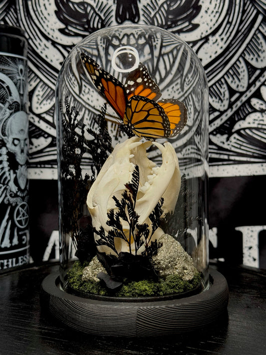 Monarch butterfly (Danaus Plexippus) & Cat Skull