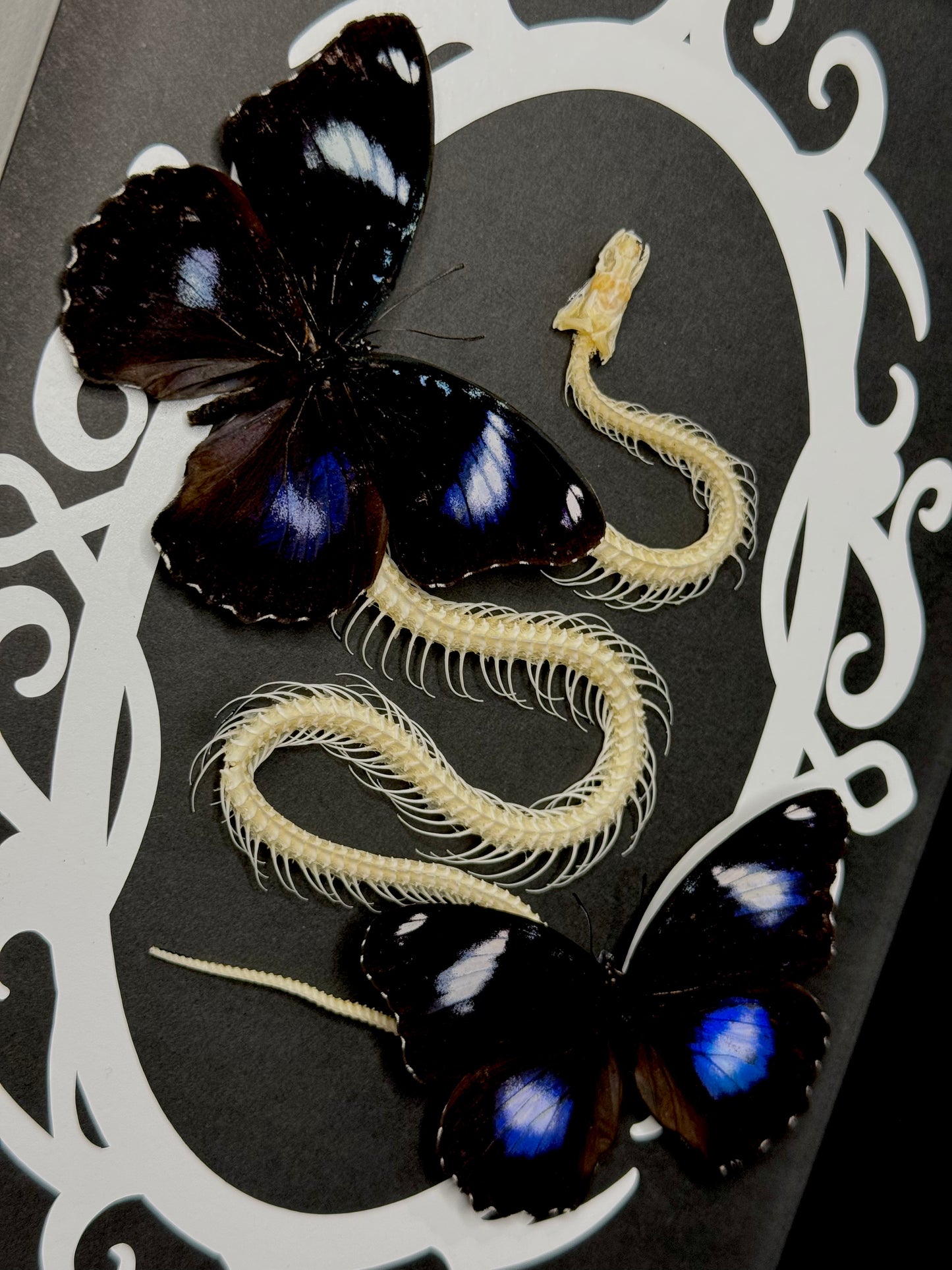 Great Eggfly (Hypolimnas Bolina Philippensis) & snake skeleton