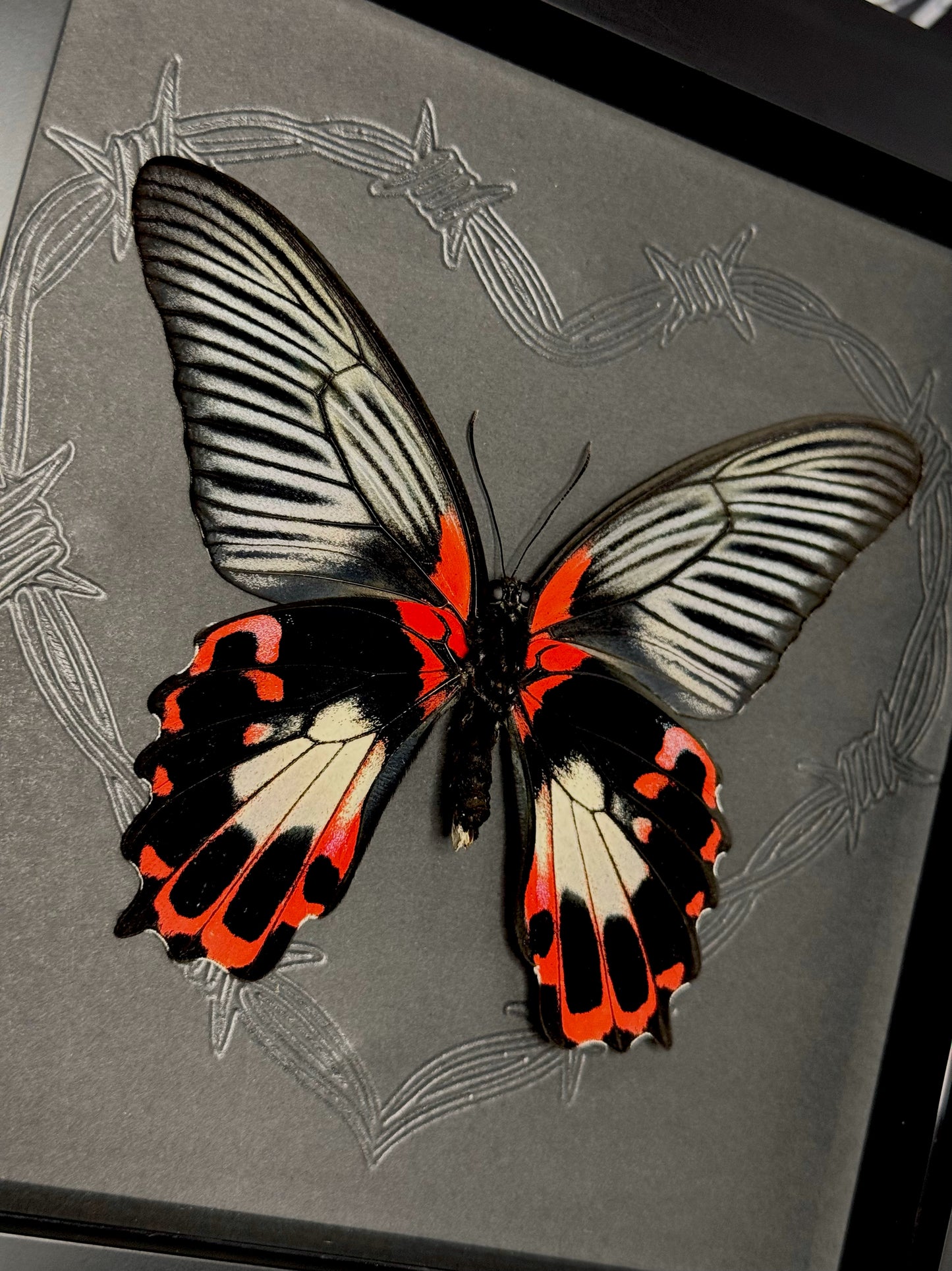 Scarlet Mormon Female (Menelaides Deiphobus Rumanzovia)