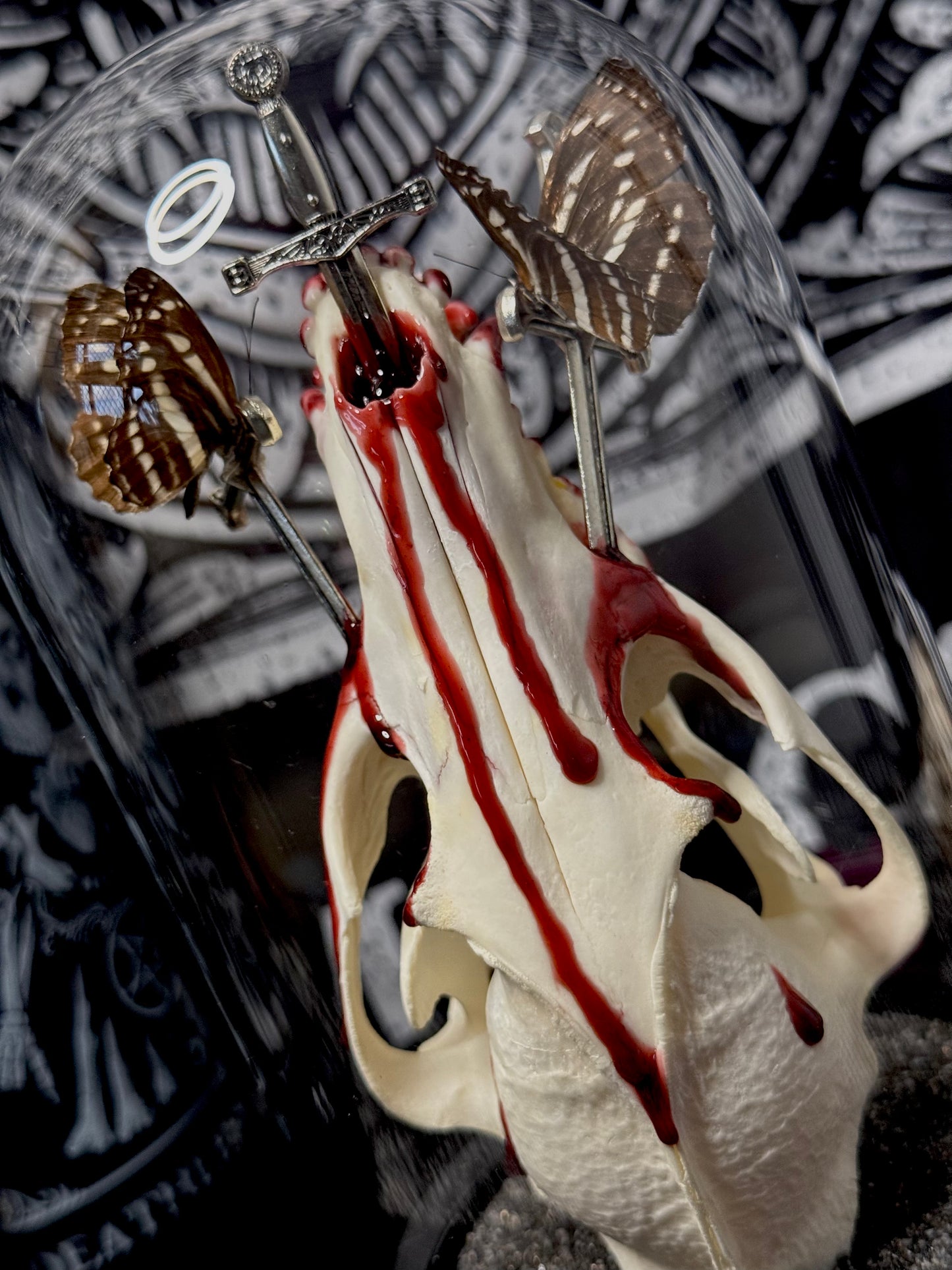 Staff Sergeant (Athyma selenophora) & racoon skull