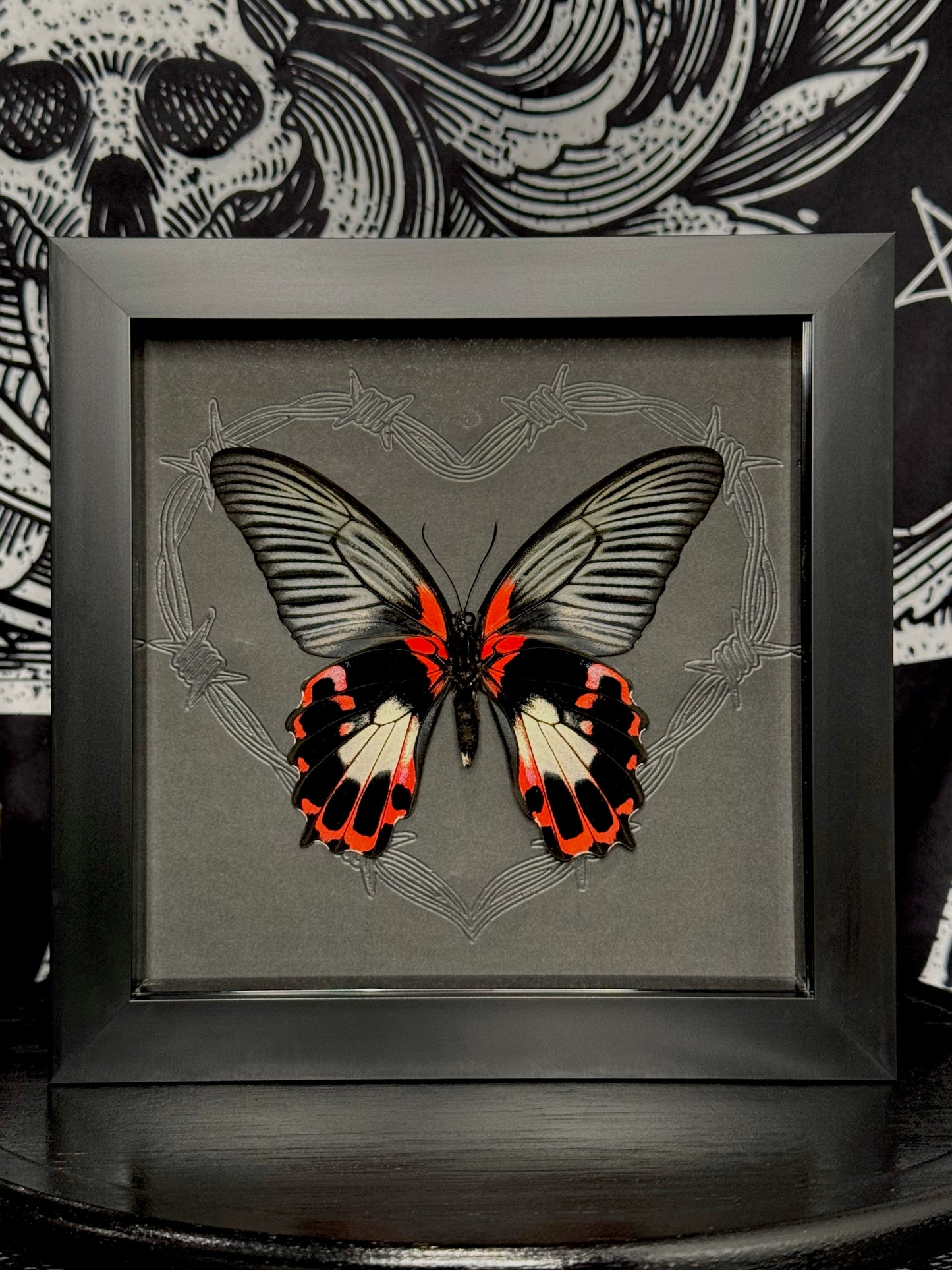 Scarlet Mormon Female (Menelaides Deiphobus Rumanzovia)