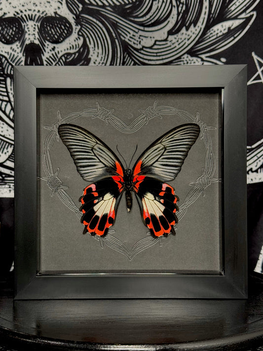Scarlet Mormon Female (Menelaides Deiphobus Rumanzovia)