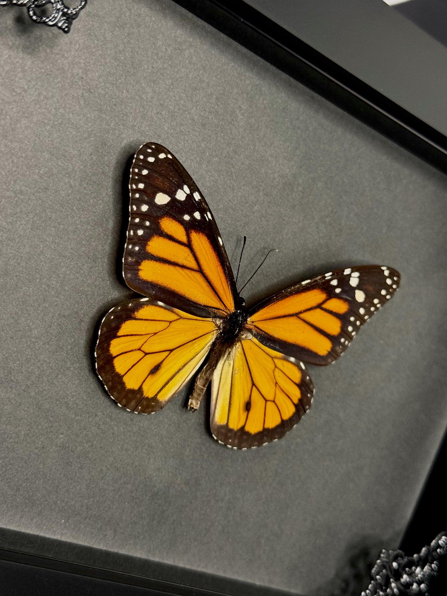 Monarch Butterfly (Danaus Plexippus)