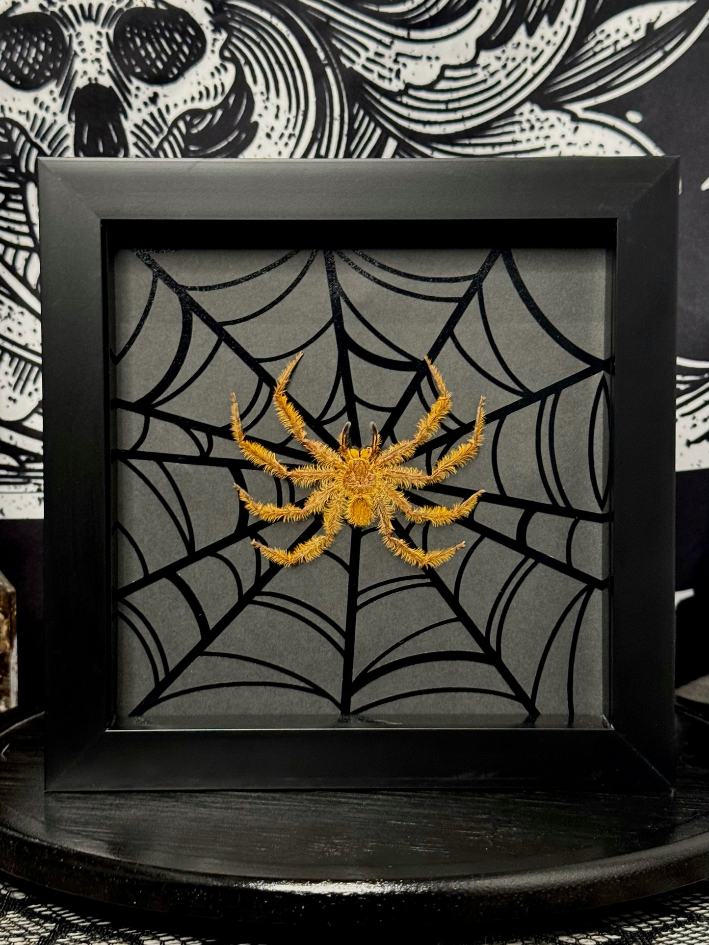 Huntsman Spider (Orange)