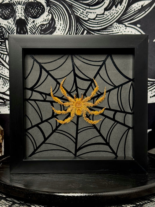 Huntsman Spider (Orange)