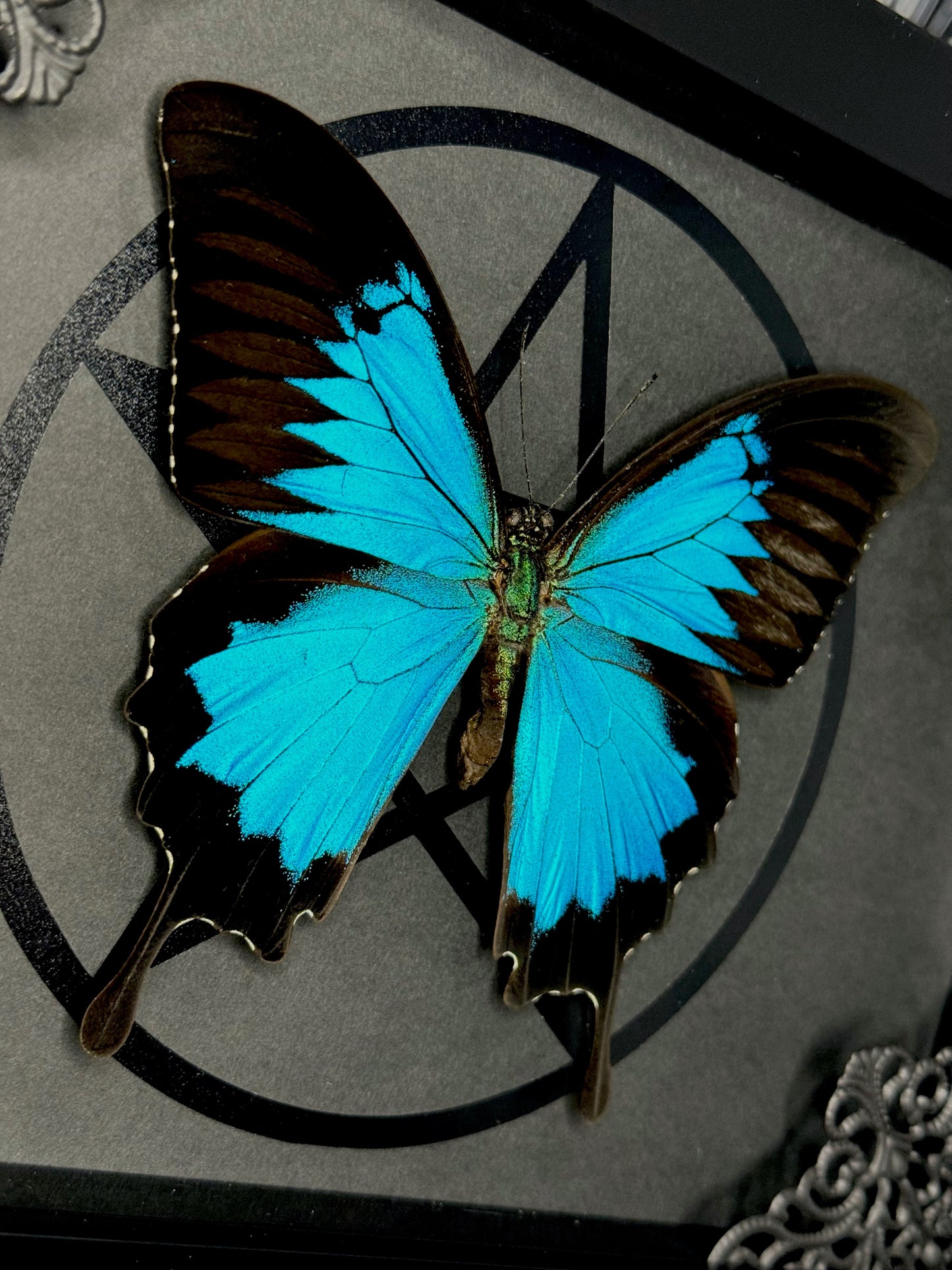 Ulysses butterfly (Papilio ulysses)