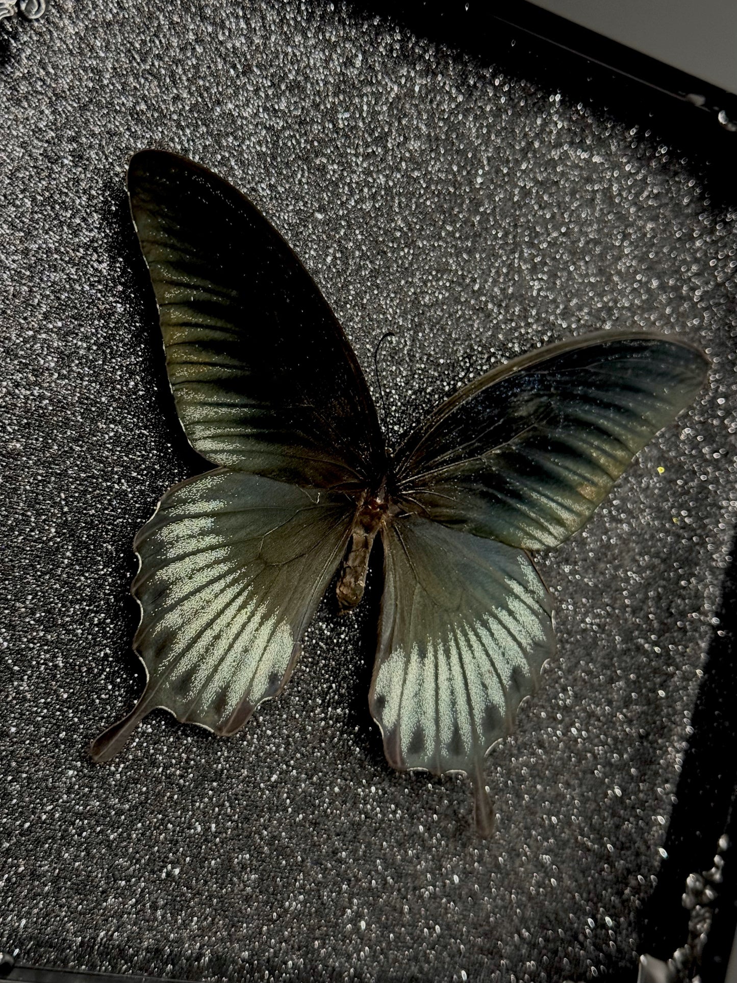 Asian Swallowtail (Papilio Memnon Lowi)