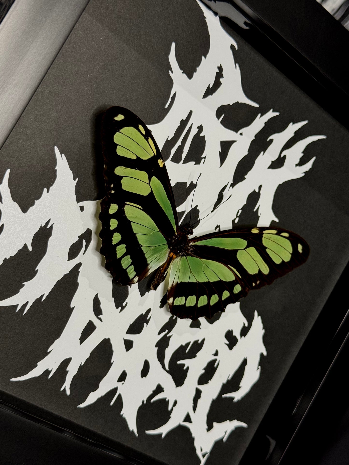 Dido Longwing (Philaethria Dido)