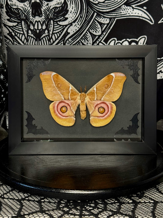 Bullseye Moth (Antherina Suraka)