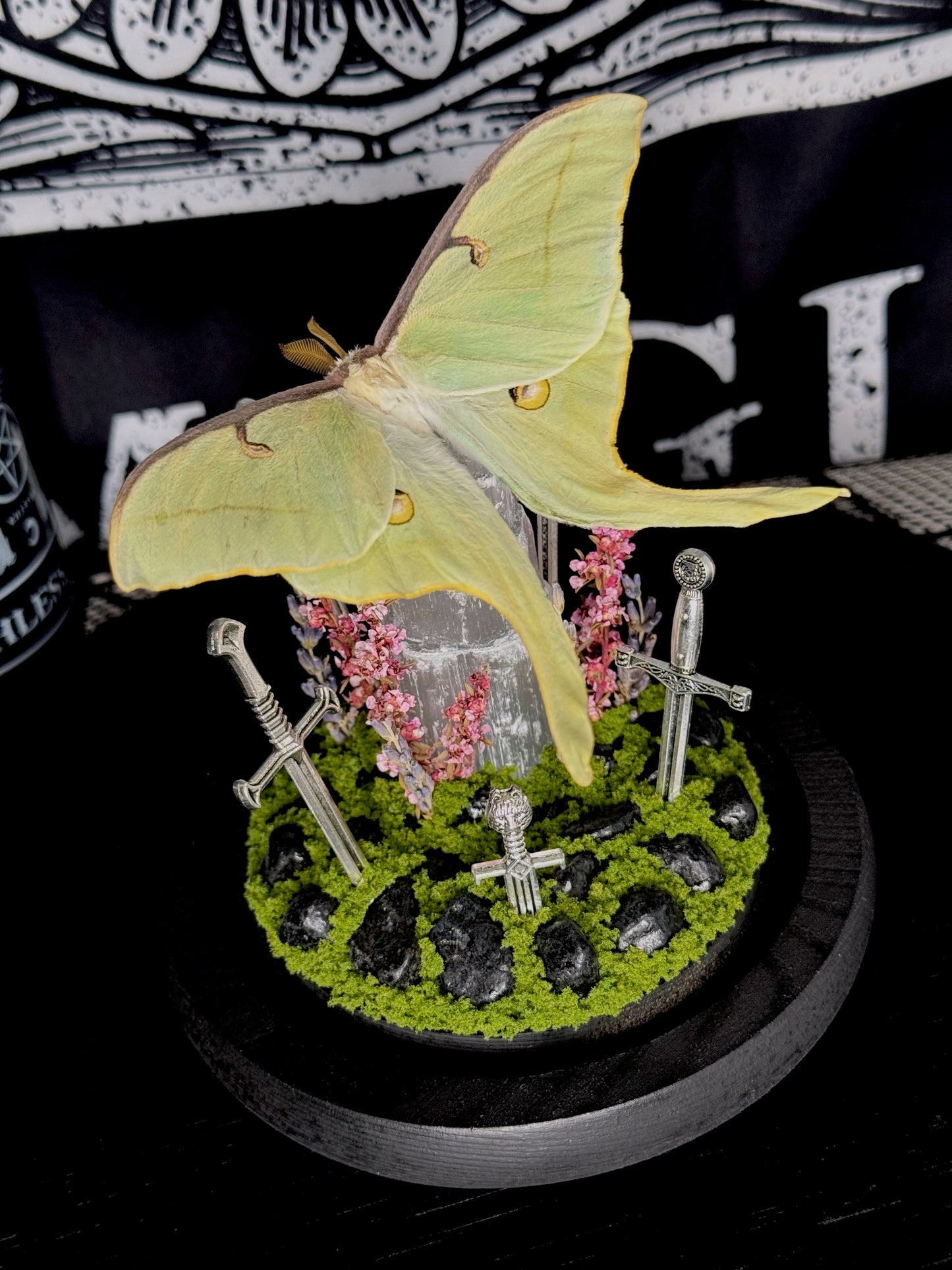 Luna Moth (Actias Luna)