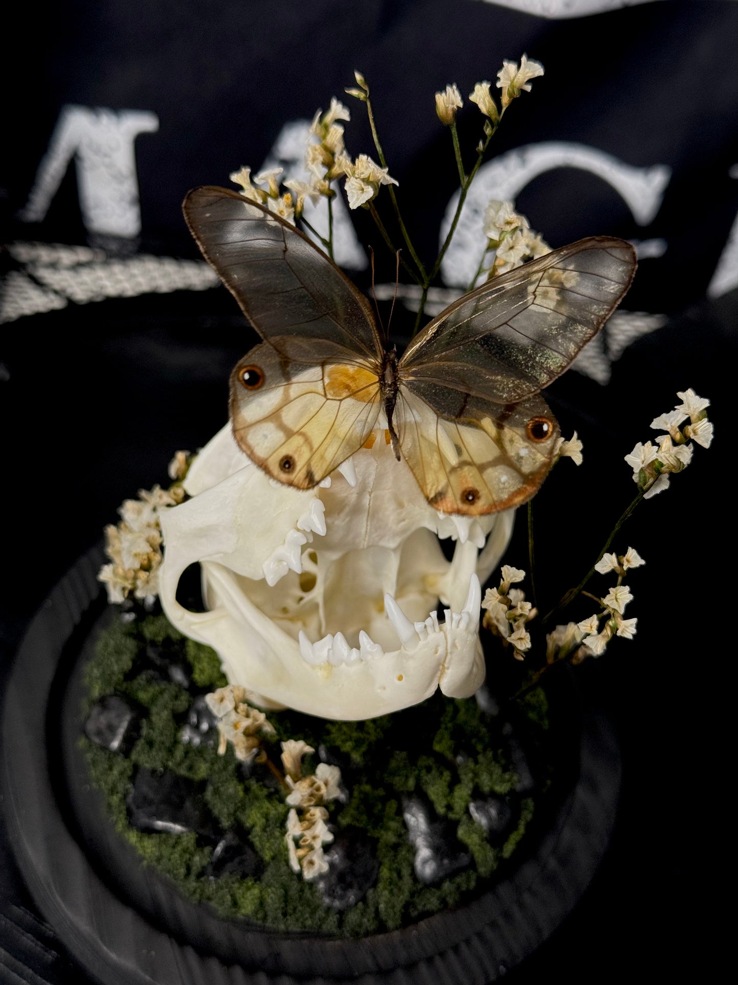 Amber Phantom (Haetera Piera) & Cat Skull