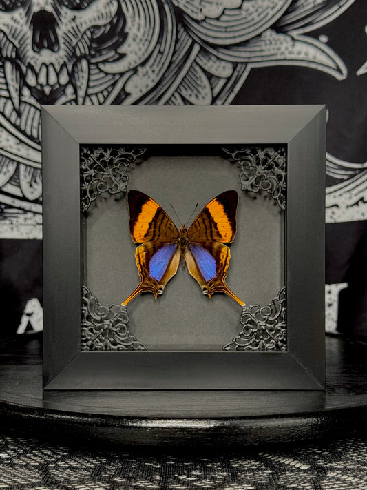 Corinna Daggerwing (Marpesia Corinna)