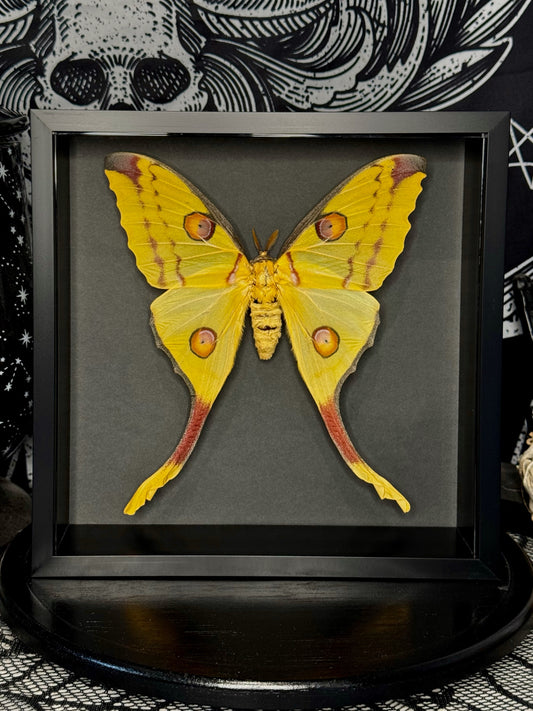 Comet Moth (Argema Mittrei Female)