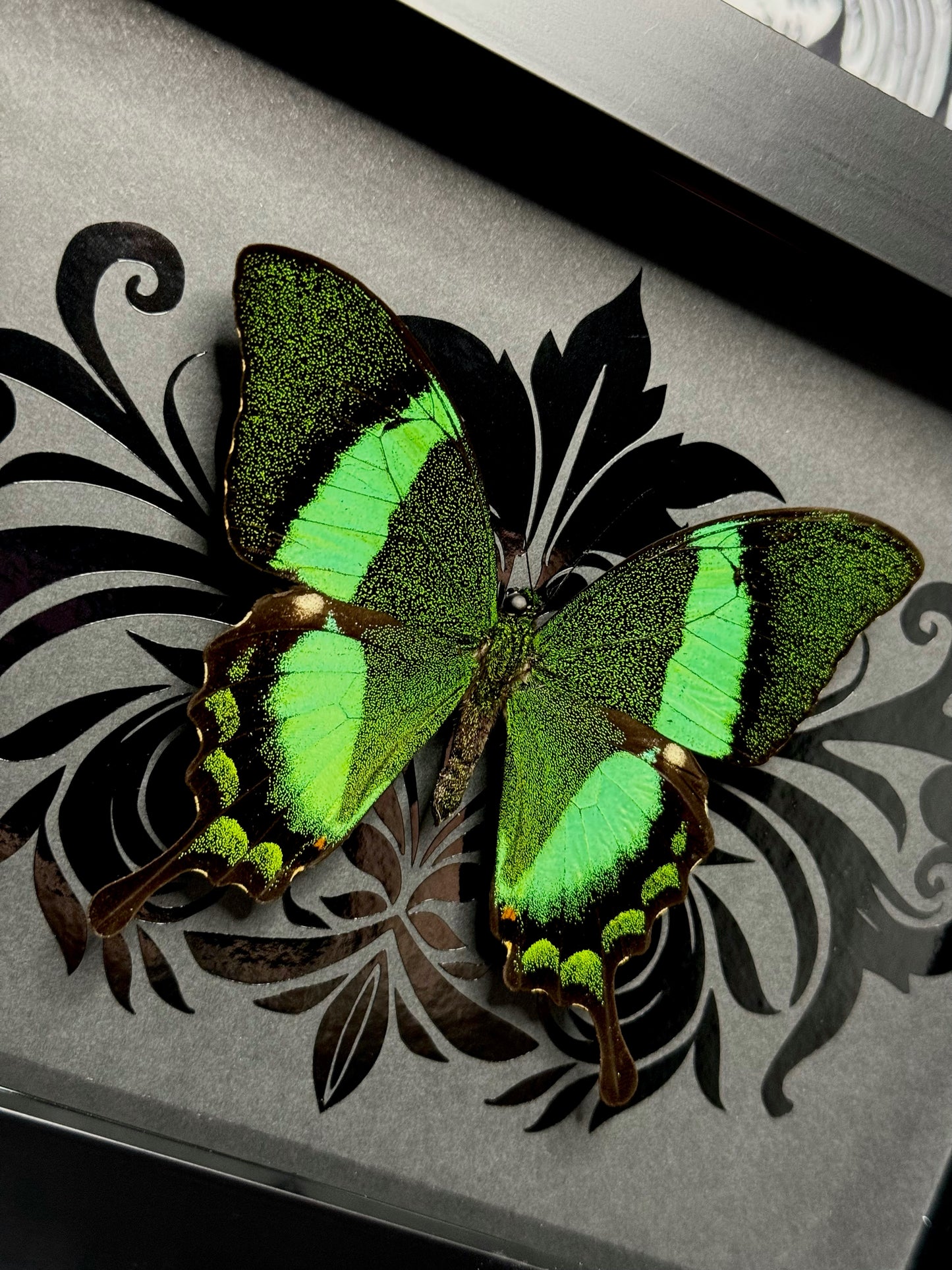 Emerald Green Peacock Swallowtail (Achillides Palinurus Daedalus)