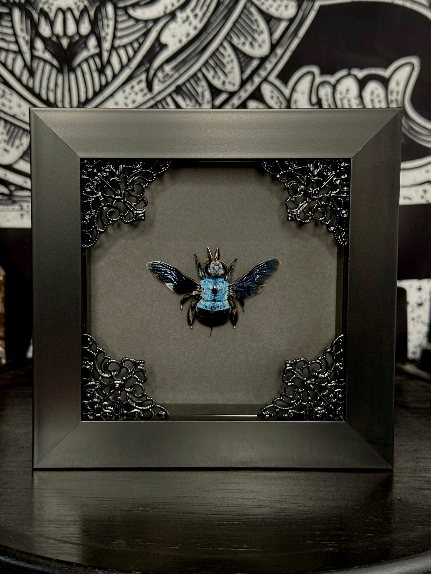 Blue Carpenter Bee (Xylocopa Caerulea)