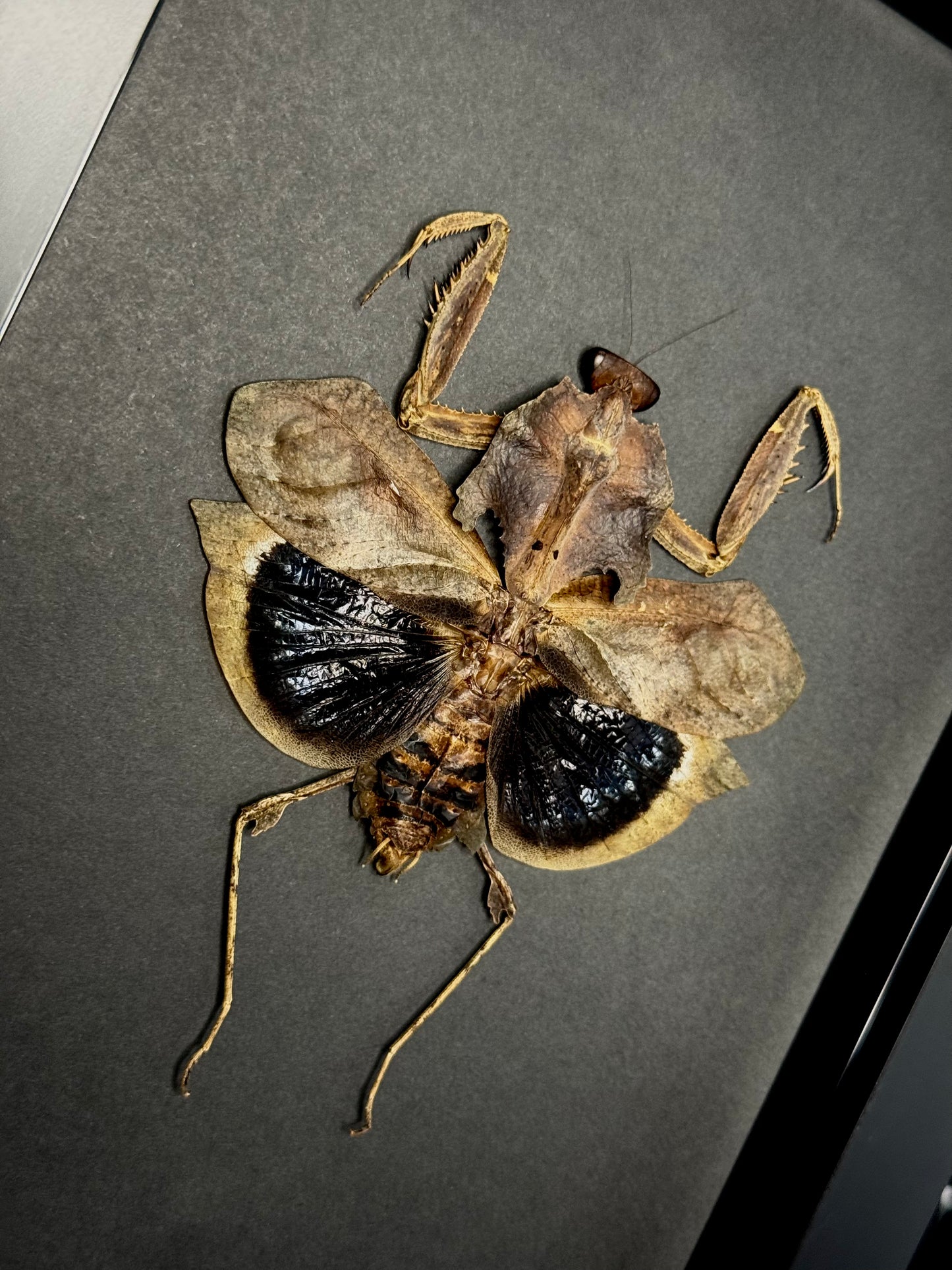 Giant Dead Leaf Mantis (Deroplatys Desiccata)