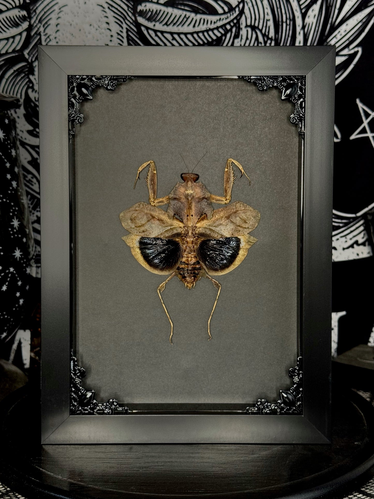 Giant Dead Leaf Mantis (Deroplatys Desiccata)