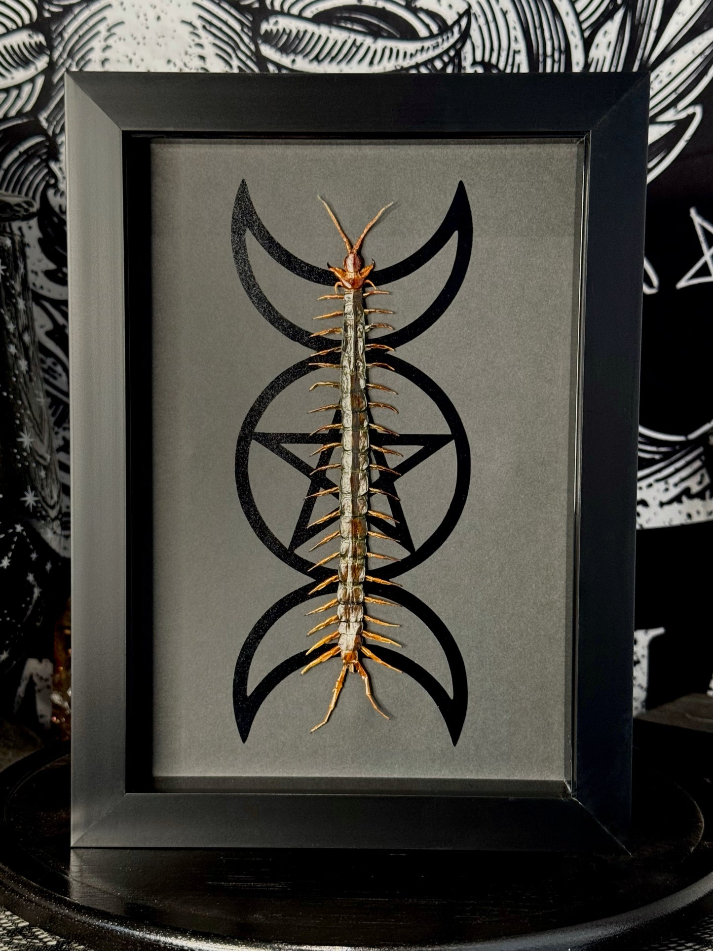 Red-headed Centipede (Scolopendra Morsitans)