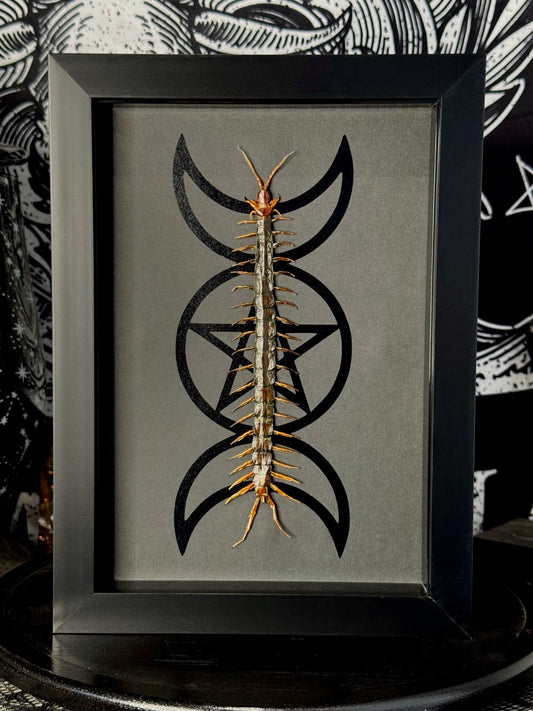 Red-headed Centipede (Scolopendra Morsitans)